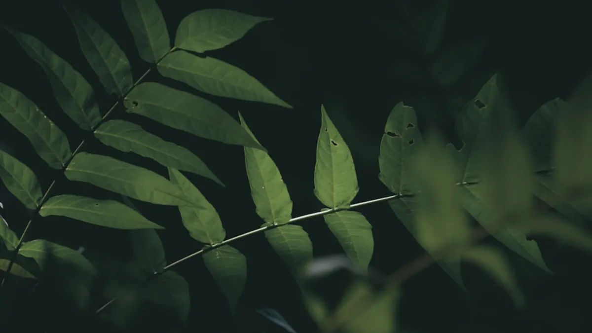 Green — Islamic illustration (color)