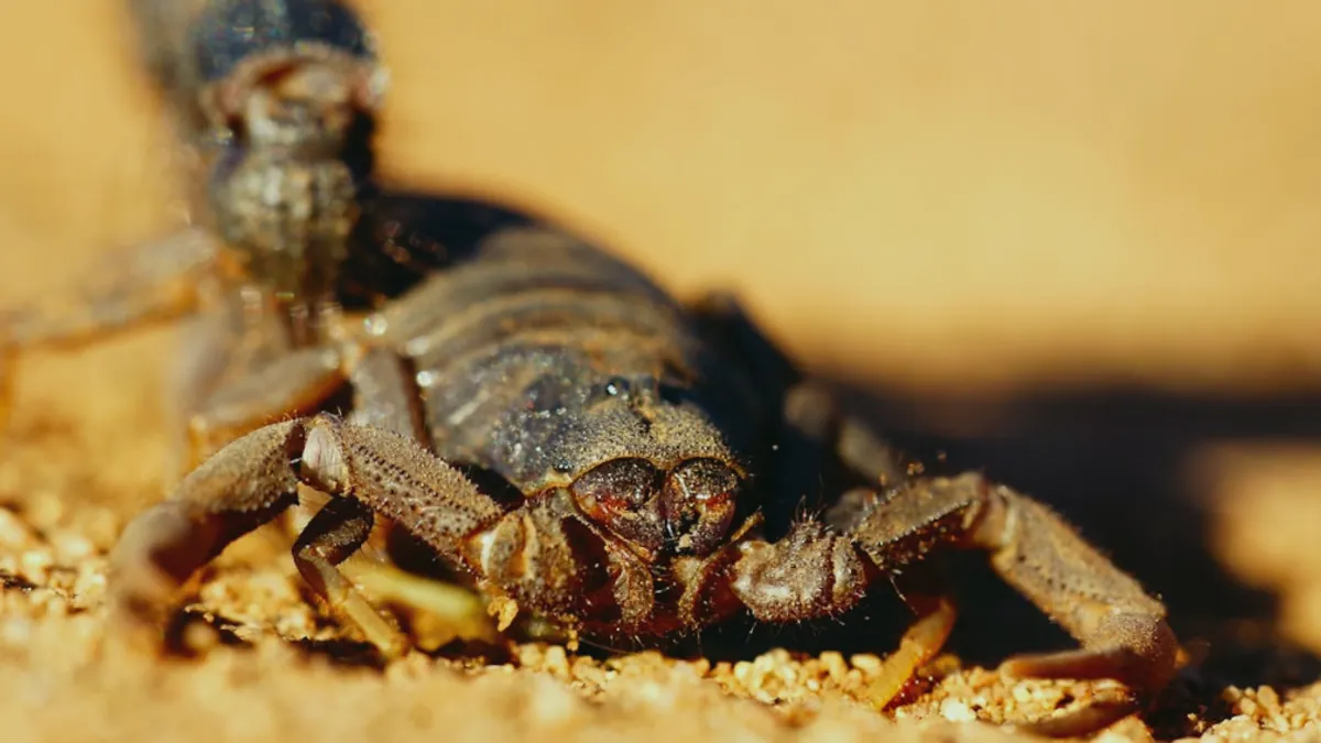 Scorpion — Islamic illustration (animal)