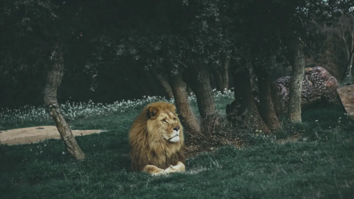 Lion — Islamic illustration (animal)