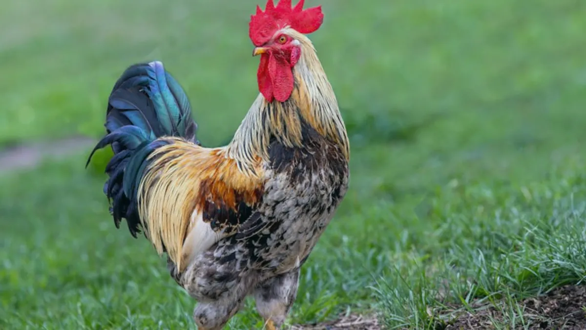 Rooster — Islamic illustration (animal)