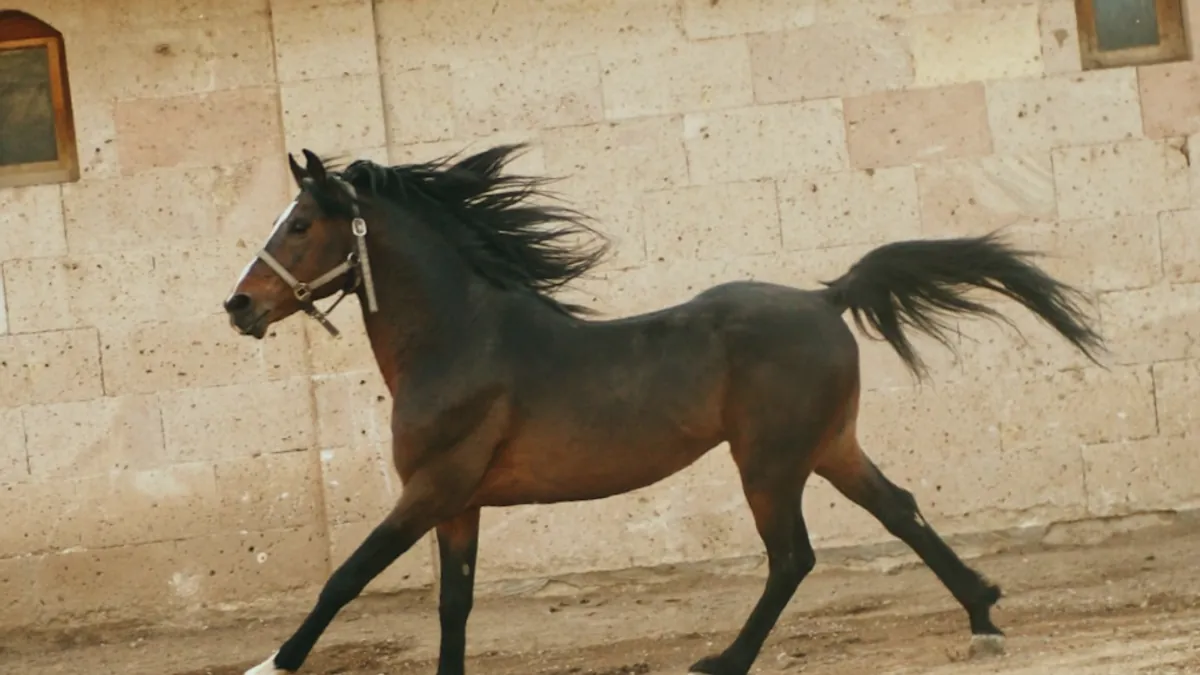 Horse — Islamic illustration (animal)