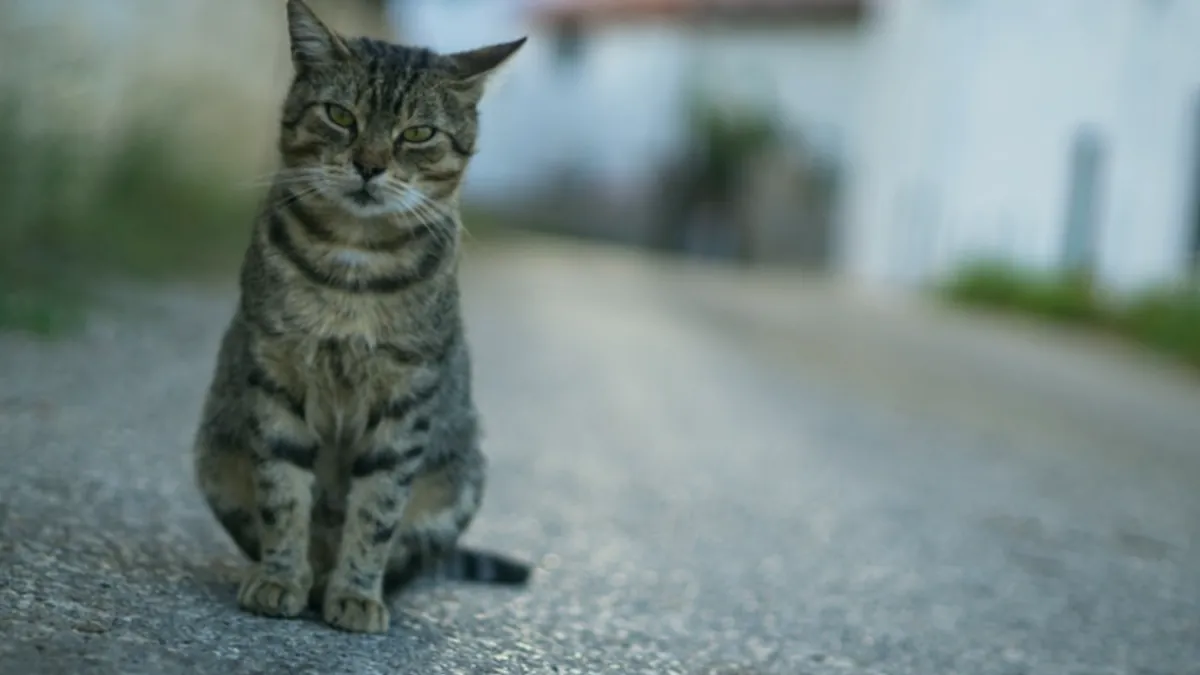 Cat — Islamic illustration (animal)
