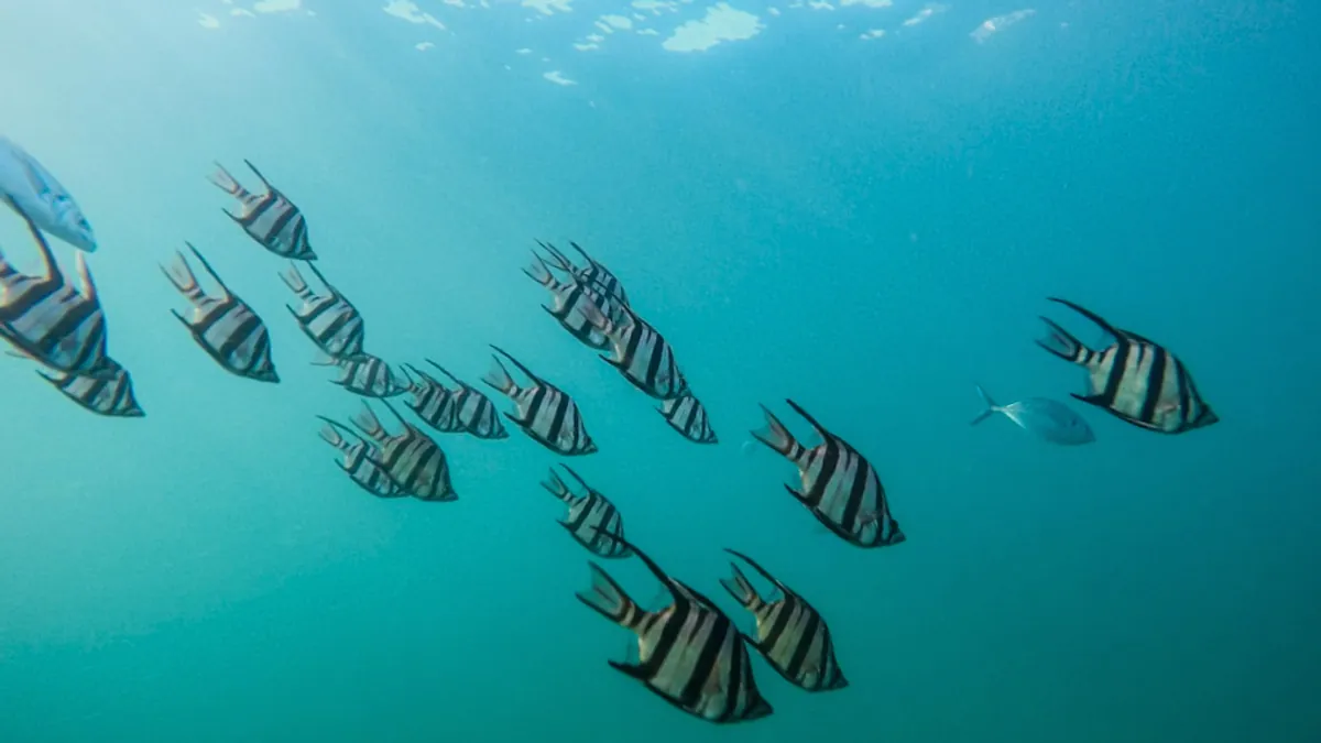 Fish — Islamic illustration (animal)