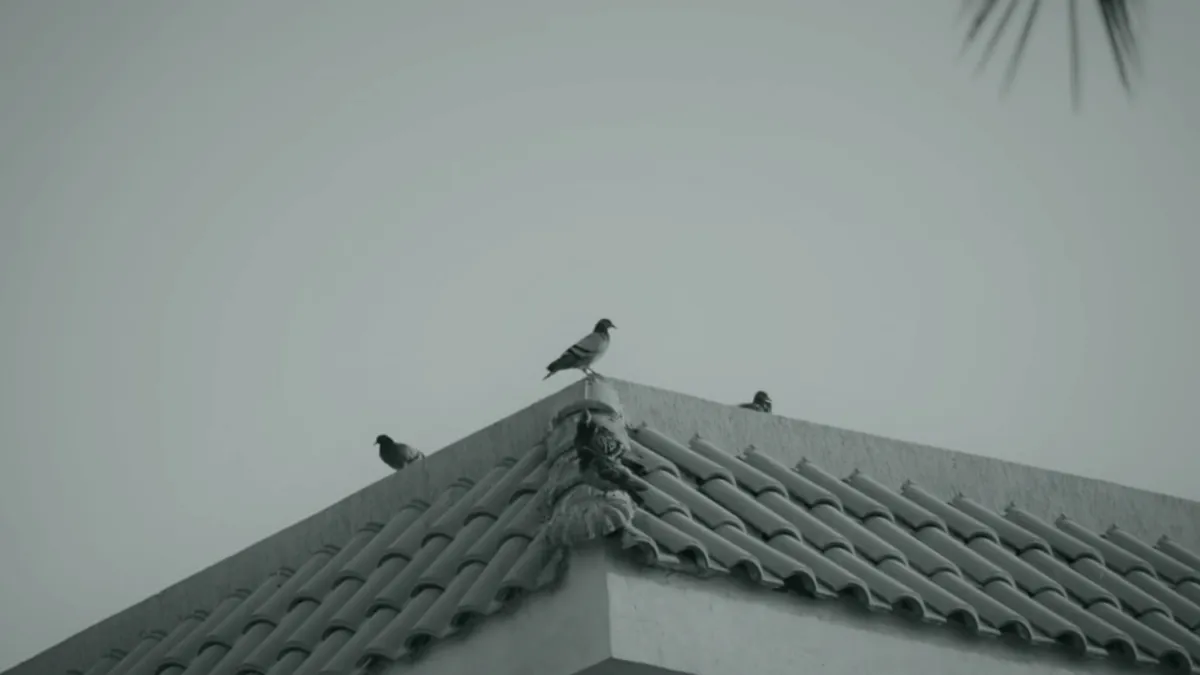Bird — Islamic illustration (animal)